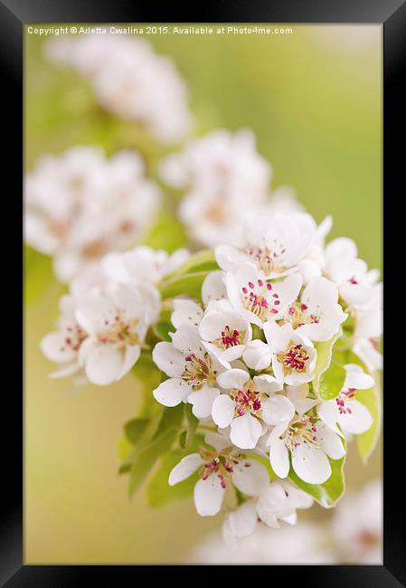 Pear white flowering tree detail Framed Print by Arletta Cwalina