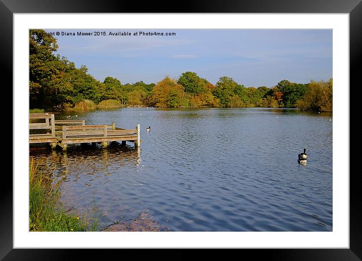  Connaught Water Epping Framed Mounted Print by Diana Mower