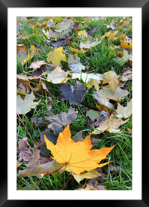  amber colored leaf Framed Mounted Print by Marinela Feier