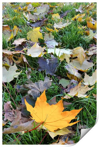  amber colored leaf Print by Marinela Feier