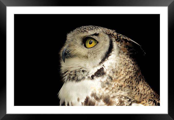  Great Horned Owl Portrait Framed Mounted Print by Ashley Jackson