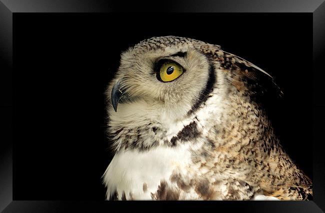  Great Horned Owl Portrait Framed Print by Ashley Jackson