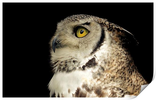  Great Horned Owl Portrait Print by Ashley Jackson