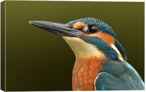  Kingfisher Portrait Canvas Print by Ashley Jackson