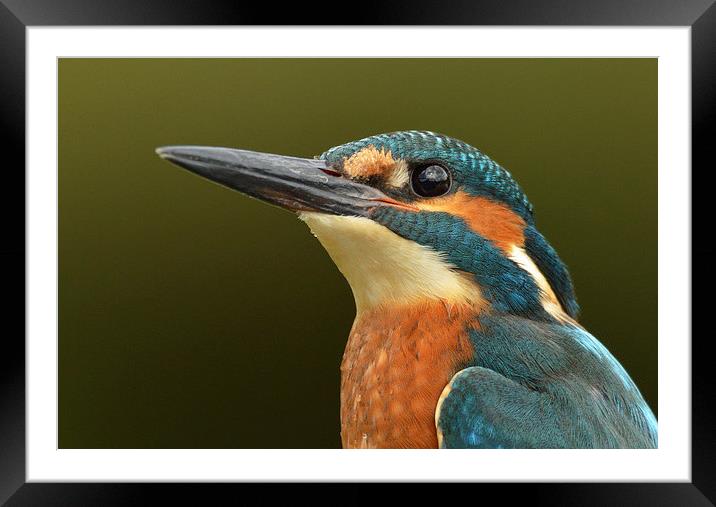  Kingfisher Portrait Framed Mounted Print by Ashley Jackson