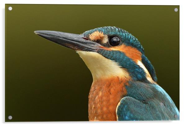  Kingfisher Portrait Acrylic by Ashley Jackson