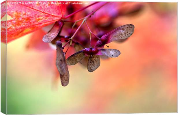  Maple seed Canvas Print by Lucy Antony