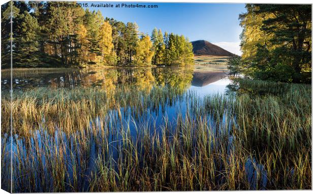  Loch Morig No3 Canvas Print by David Brown