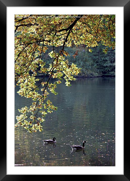  Geese on the Lake Framed Mounted Print by Lucy Antony