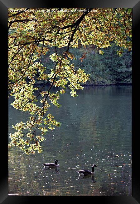  Geese on the Lake Framed Print by Lucy Antony