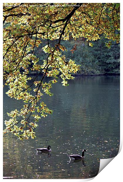  Geese on the Lake Print by Lucy Antony
