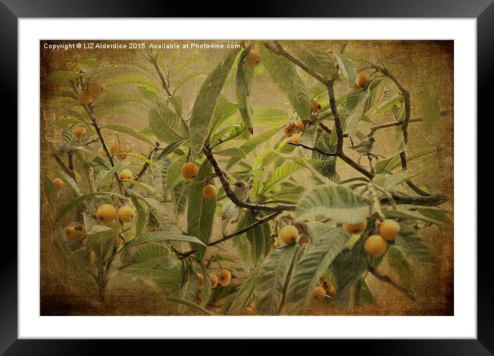  Blackcaps and Lemons (Sepia) Framed Mounted Print by LIZ Alderdice