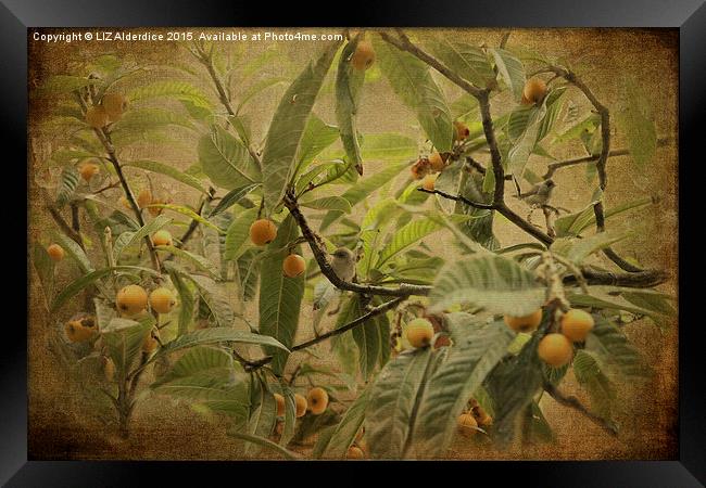  Blackcaps and Lemons (Sepia) Framed Print by LIZ Alderdice