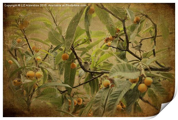  Blackcaps and Lemons (Sepia) Print by LIZ Alderdice