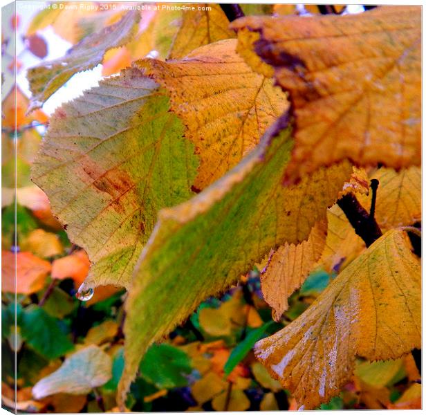  Dew drops on Autumn leaves. Canvas Print by Dawn Rigby