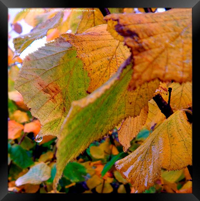  Dew drops on Autumn leaves. Framed Print by Dawn Rigby