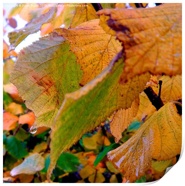  Dew drops on Autumn leaves. Print by Dawn Rigby