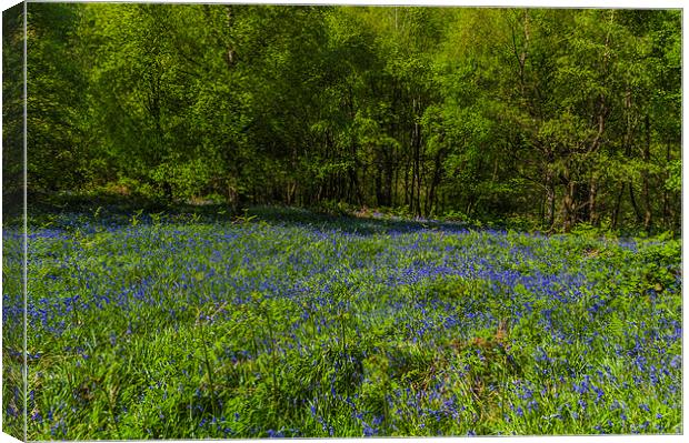 Bluebell Woods 1 Canvas Print by Steve Purnell
