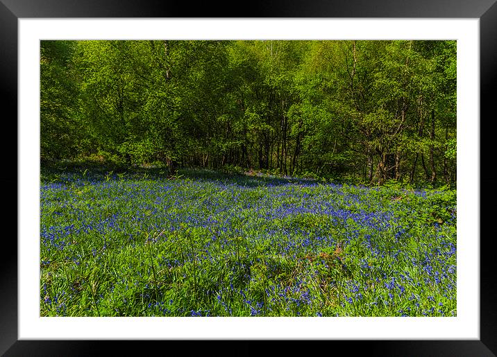 Bluebell Woods 1 Framed Mounted Print by Steve Purnell