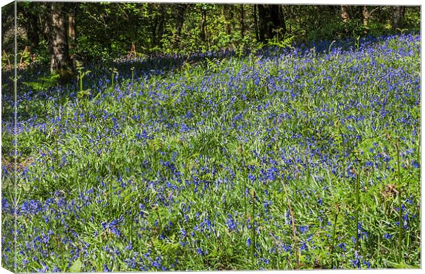 Bluebell Woods 2 Canvas Print by Steve Purnell
