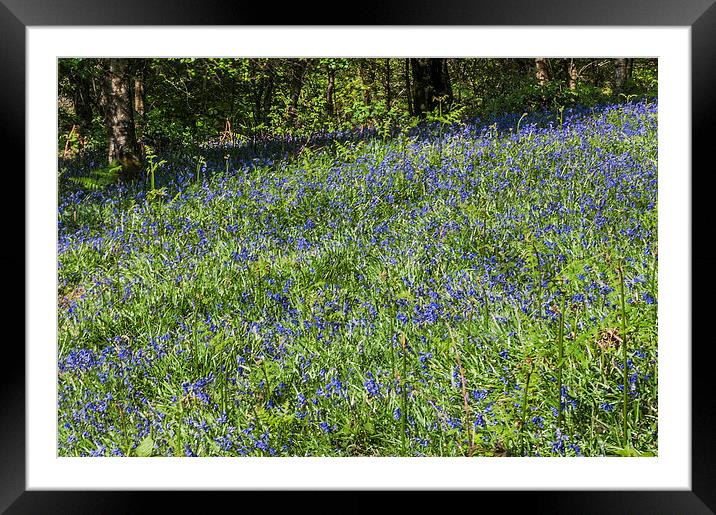 Bluebell Woods 2 Framed Mounted Print by Steve Purnell