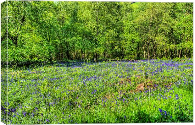 Bluebell Woods 3 Canvas Print by Steve Purnell