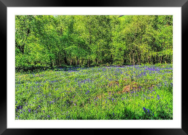 Bluebell Woods 3 Framed Mounted Print by Steve Purnell