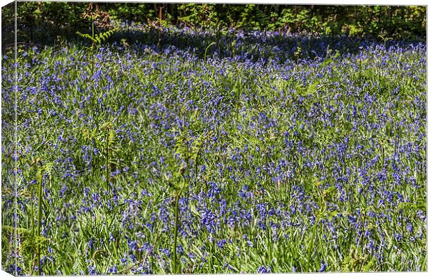  Bluebell Woods4 Canvas Print by Steve Purnell