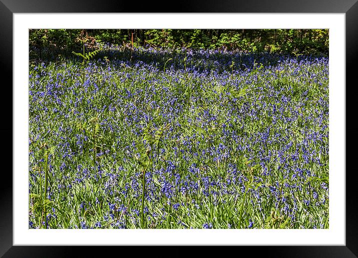  Bluebell Woods4 Framed Mounted Print by Steve Purnell