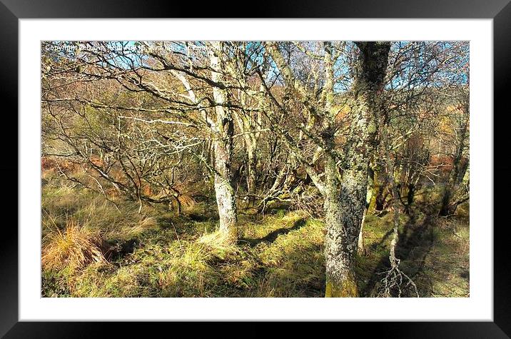  The Woods of Glen Loy. Framed Mounted Print by Dawn Rigby