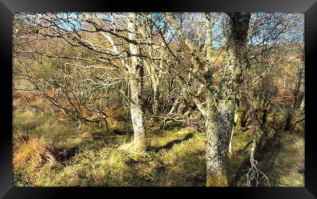  The Woods of Glen Loy. Framed Print by Dawn Rigby