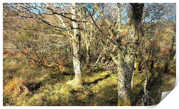  The Woods of Glen Loy. Print by Dawn Rigby