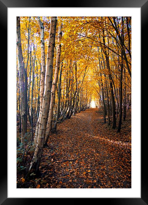  autumn path way Framed Mounted Print by Brett watson