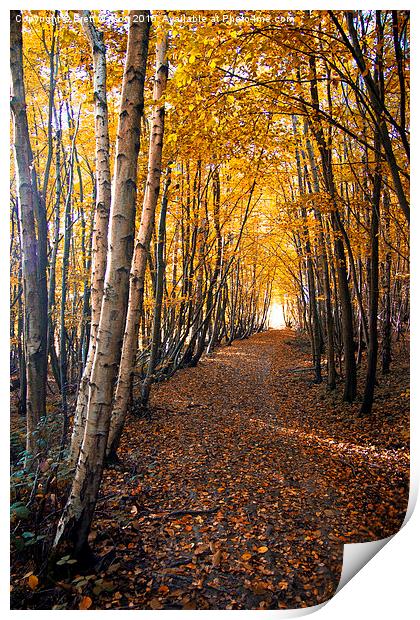  autumn path way Print by Brett watson