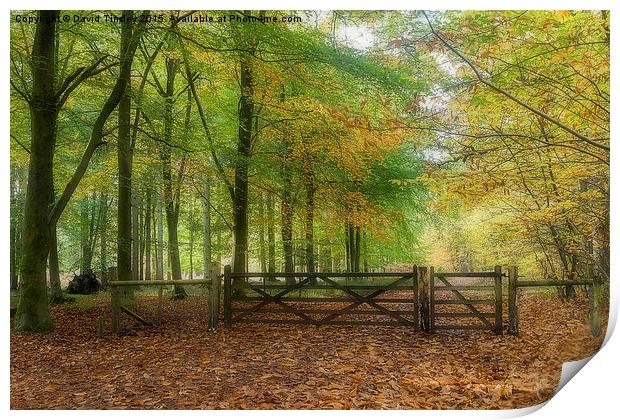  Autumn Gateway Print by David Tinsley