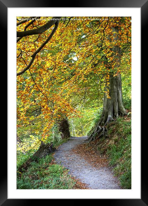  Autumn Woods Framed Mounted Print by Beverley Middleton