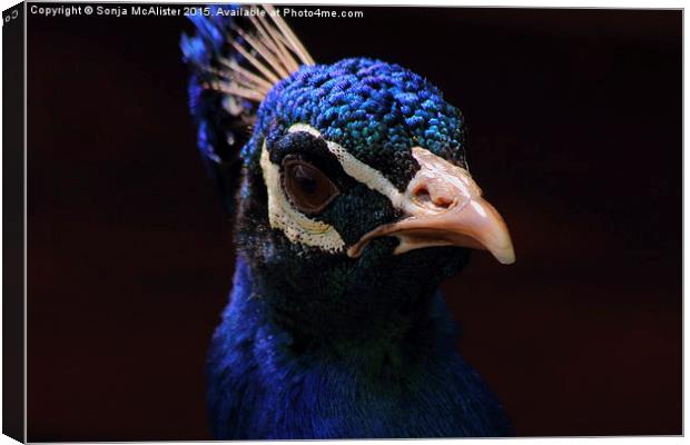 Peacock Face Canvas Print by Sonja McAlister
