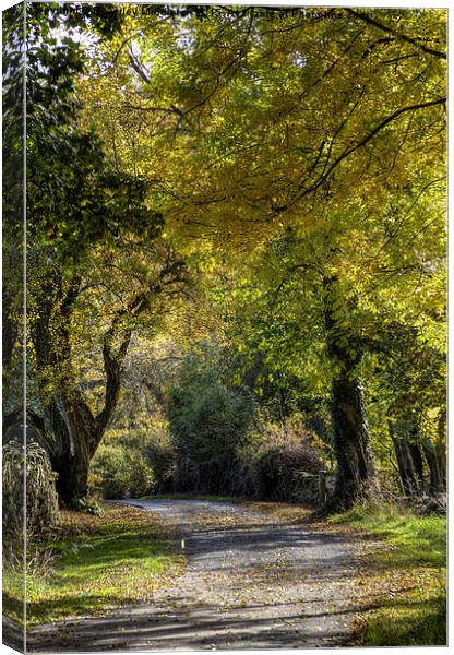  Autumn walk Canvas Print by Beverley Middleton