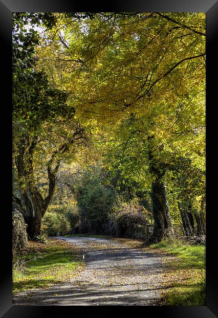  Autumn walk Framed Print by Beverley Middleton