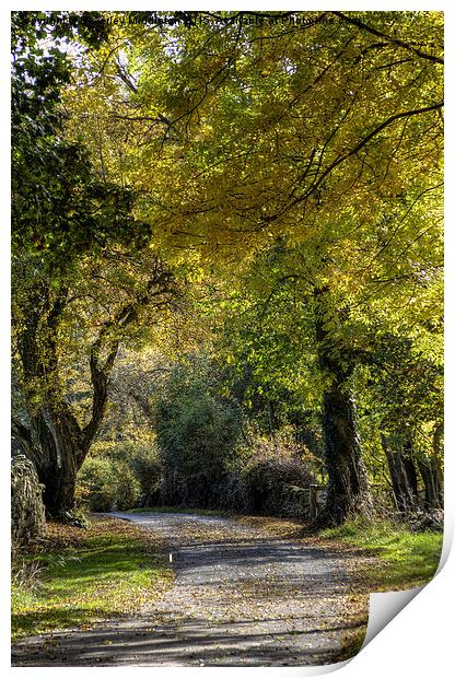  Autumn walk Print by Beverley Middleton