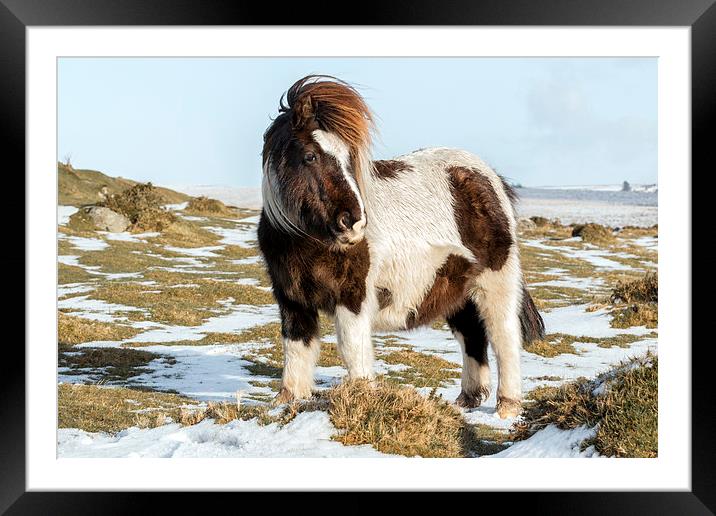  dartmoor pony  Framed Mounted Print by Kelvin Rumsby