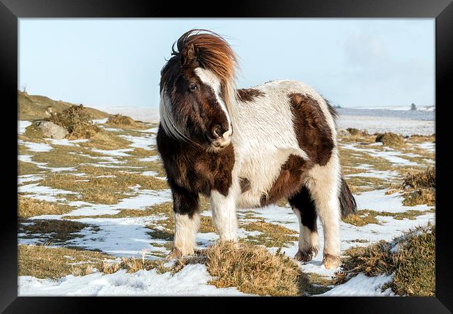  dartmoor pony  Framed Print by Kelvin Rumsby