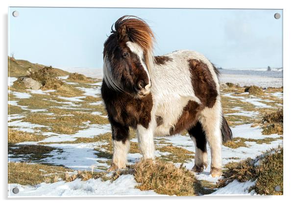  dartmoor pony  Acrylic by Kelvin Rumsby