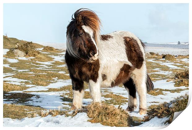  dartmoor pony  Print by Kelvin Rumsby