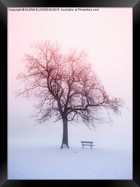 Winter tree in fog at sunrise Framed Print by ELENA ELISSEEVA