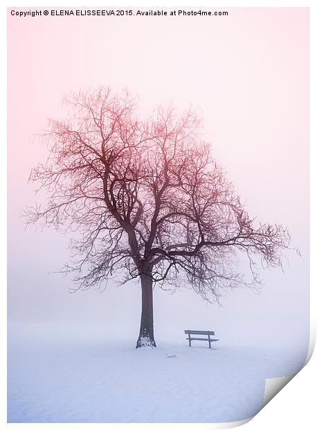 Winter tree in fog at sunrise Print by ELENA ELISSEEVA