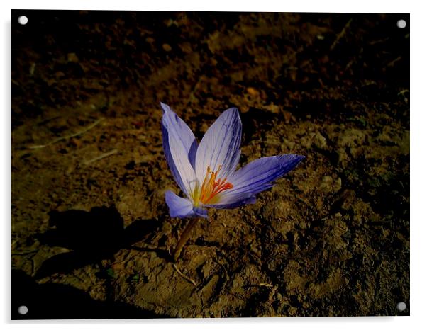 wild saffron in jungle 2 , Acrylic by Ali asghar Mazinanian
