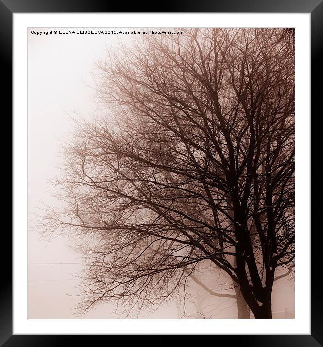 Leafless tree in fog Framed Mounted Print by ELENA ELISSEEVA
