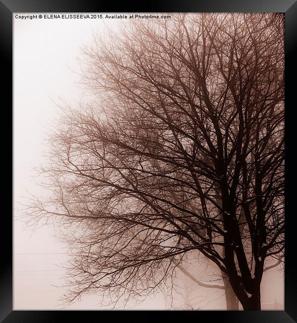 Leafless tree in fog Framed Print by ELENA ELISSEEVA