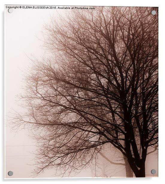 Leafless tree in fog Acrylic by ELENA ELISSEEVA